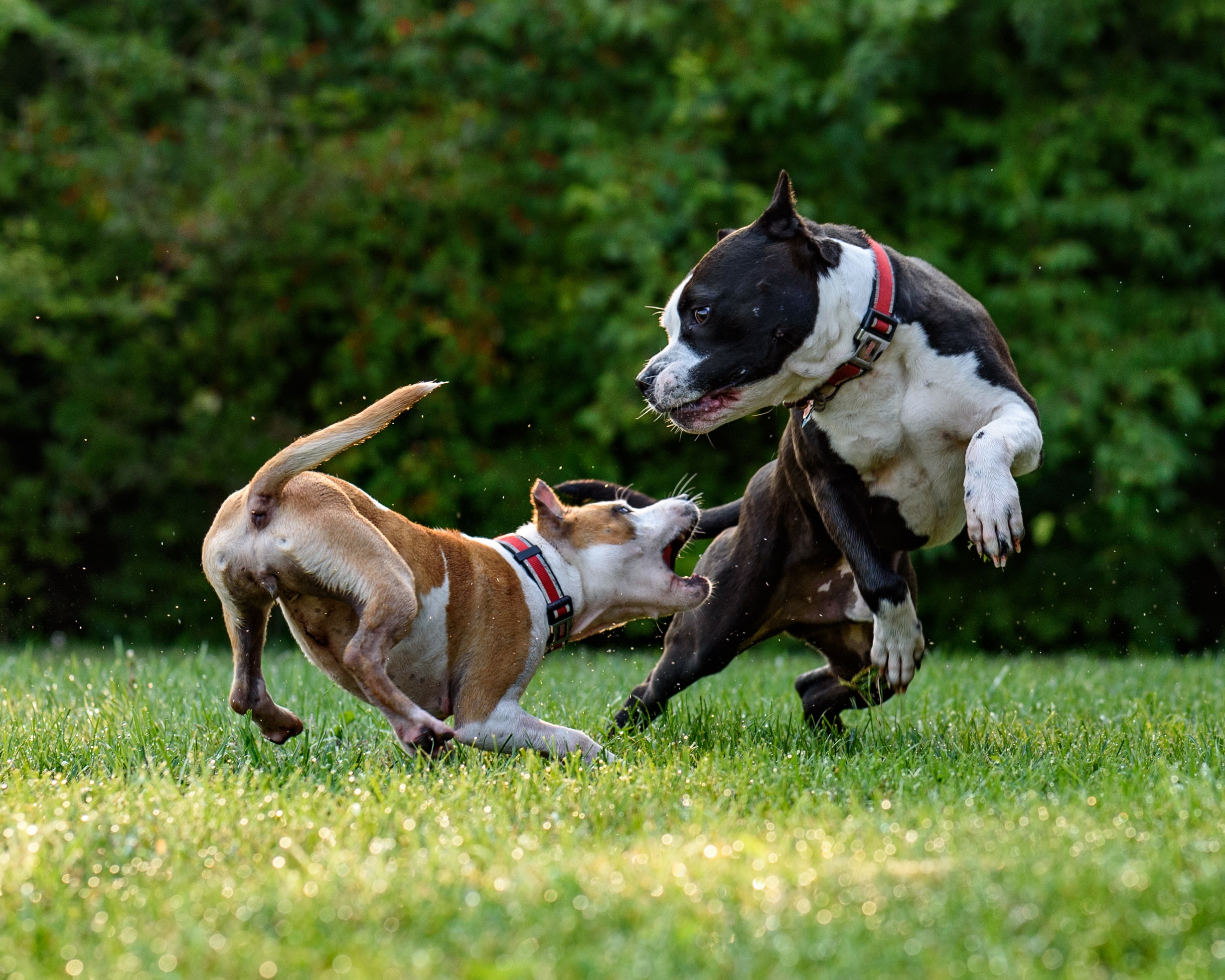 Dog breeding. Стаффордширский терьер нянька. Стаффордширский бультерьер терьеры. Американский стаффордширский терьер бег. Американский стаффордширский терьер атака.