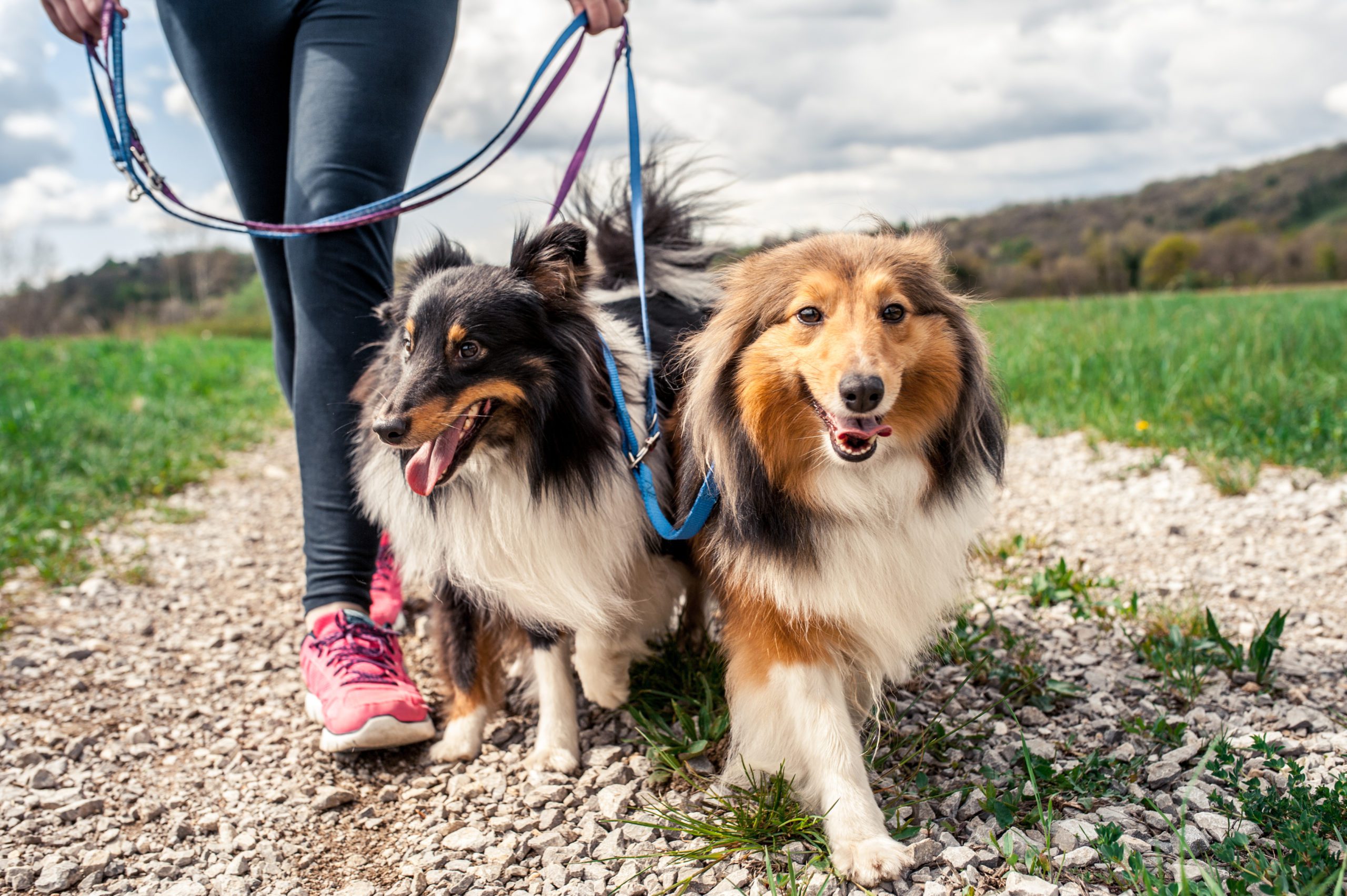 Leash Training and Collars | DocuPet