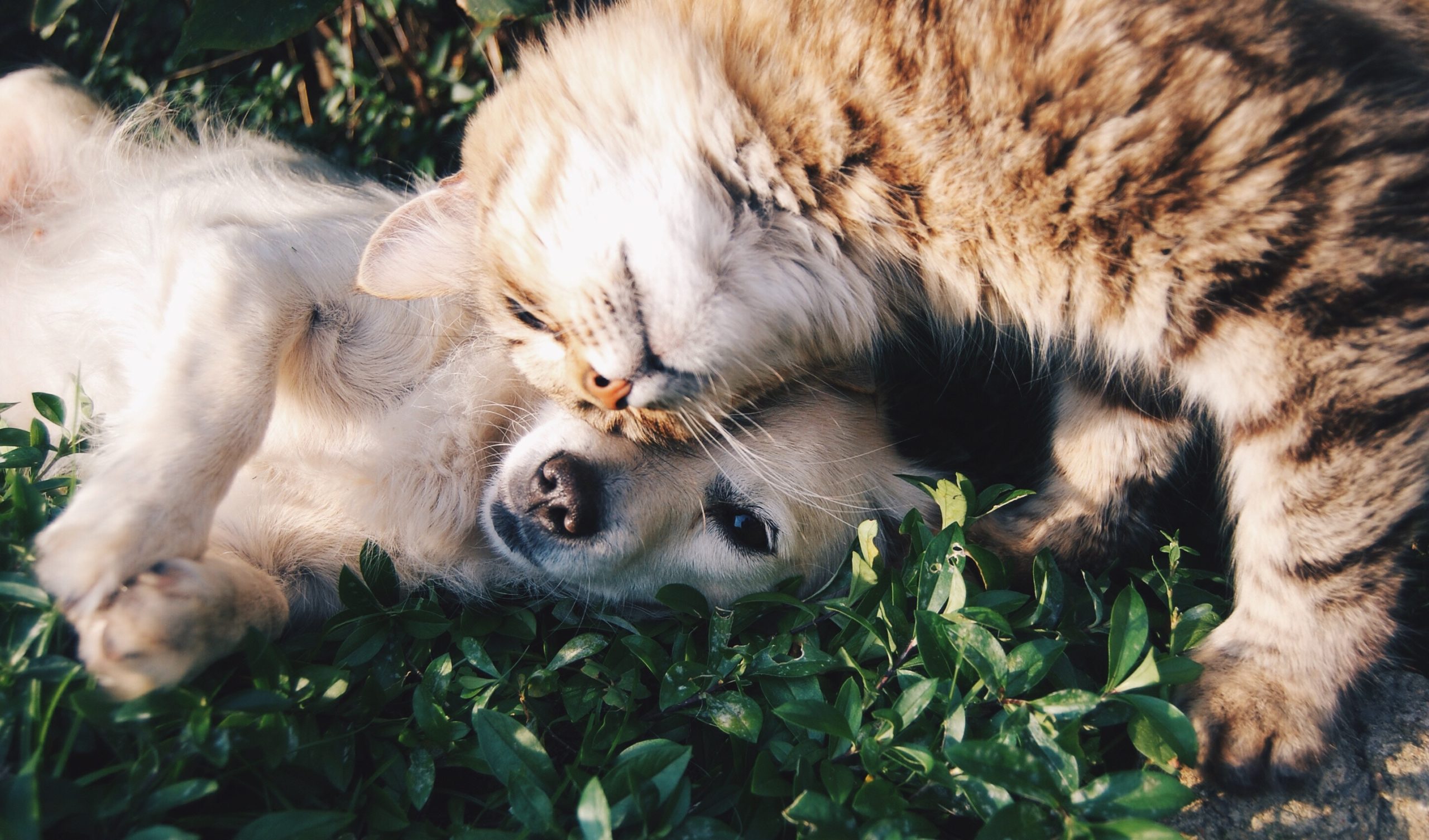 Cats and Dogs Cohabitation