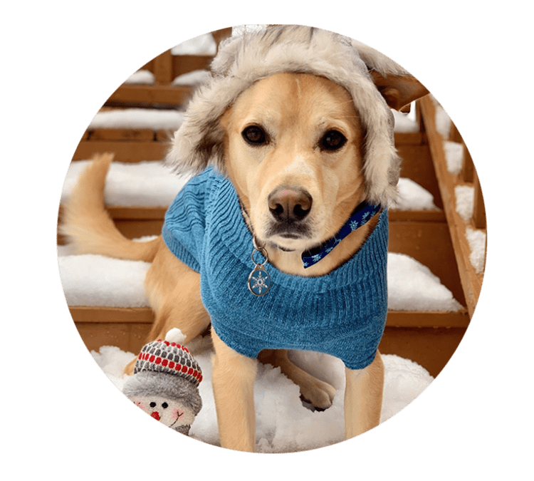 5-tips-for-getting-pets-enough-exercise-on-bad-weather-days-docupet