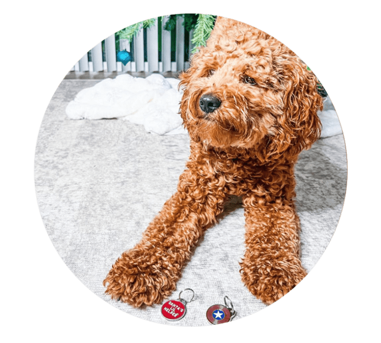 5-tips-for-getting-pets-enough-exercise-on-bad-weather-days-docupet